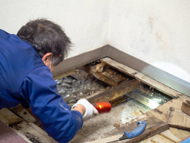 Best Professional Mold Removal  in Maquoketa, IA