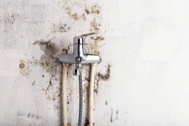 Best Mold Testing  in Maquoketa, IA